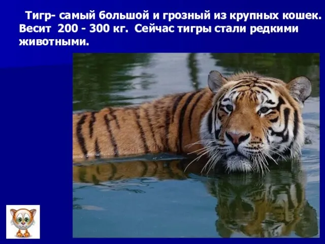 Тигр- самый большой и грозный из крупных кошек. Весит 200