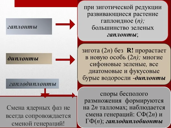 Смена ядерных фаз не всегда сопровождается сменой генераций! гаплонты диплонты гаплодиплонты