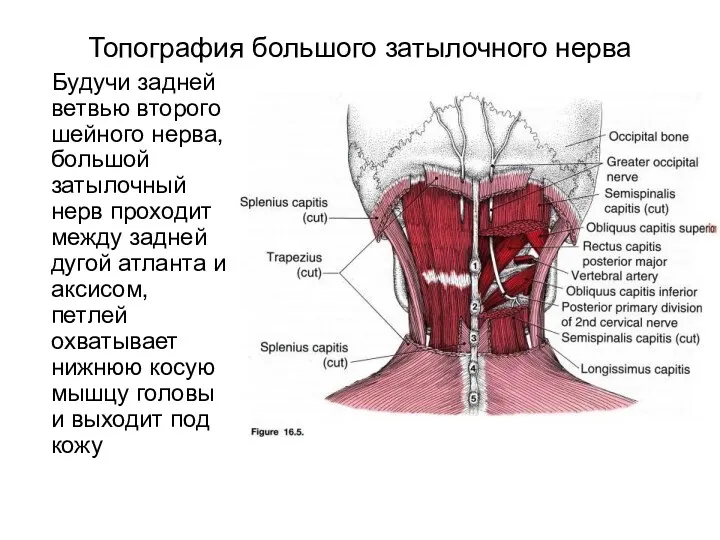 Топография большого затылочного нерва Будучи задней ветвью второго шейного нерва,