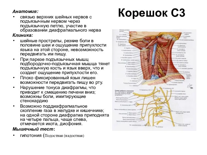 Корешок С3 Анатомия: связью верхних шейных нервов с подъязычным нервом