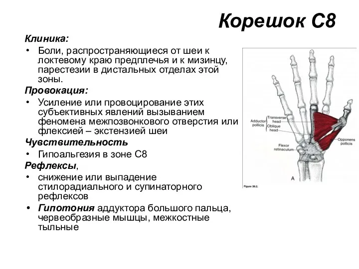 Корешок С8 Клиника: Боли, распространяющиеся от шеи к локтевому краю