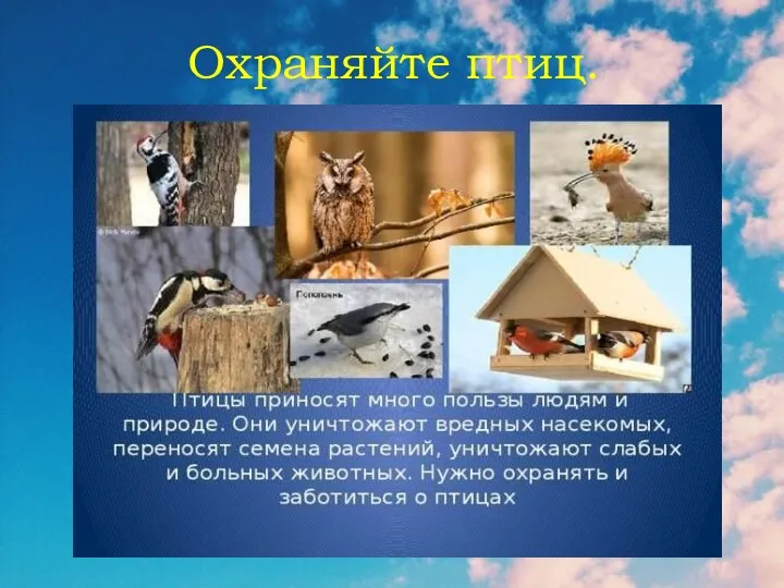 Охраняйте птиц.