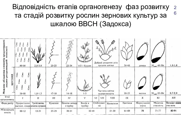 Відповідність етапів органогенезу фаз розвитку та стадій розвитку рослин зернових культур за шкалою ВВСН (Задокса) 26