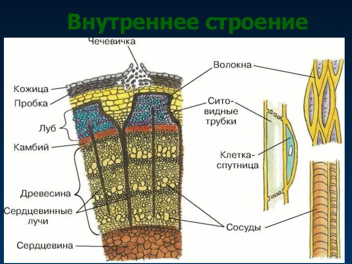 Внутреннее строение ствола Работа с учебником: стр. 94