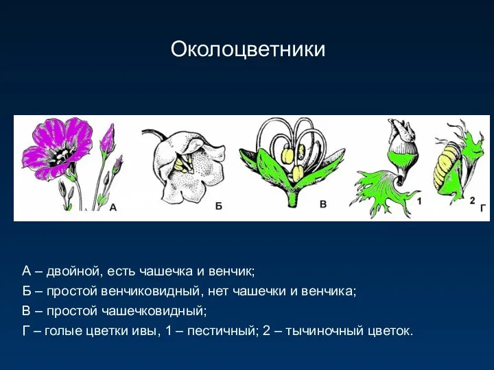 А – двойной, есть чашечка и венчик; Б – простой