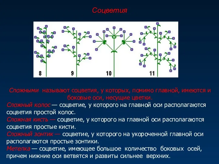 Сложными называют соцветия, у которых, помимо главной, имеются и боковые