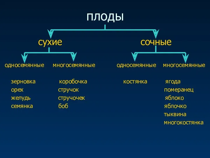 плоды сухие сочные односемянные многосемянные односемянные многосемянные зерновка коробочка костянка