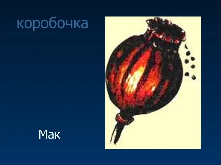 Мак коробочка