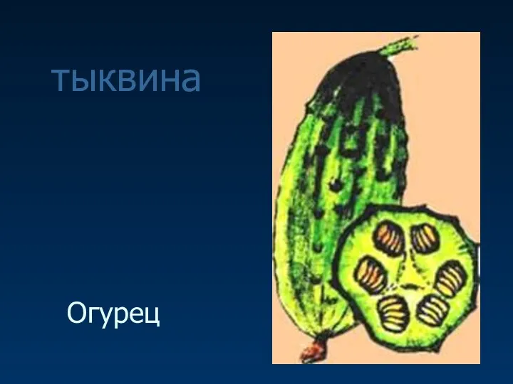 Огурец тыквина