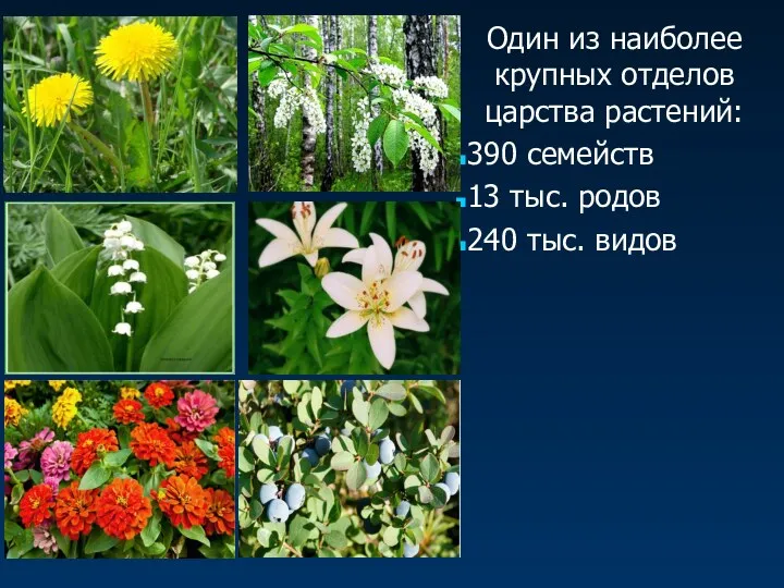 Один из наиболее крупных отделов царства растений: 390 семейств 13 тыс. родов 240 тыс. видов