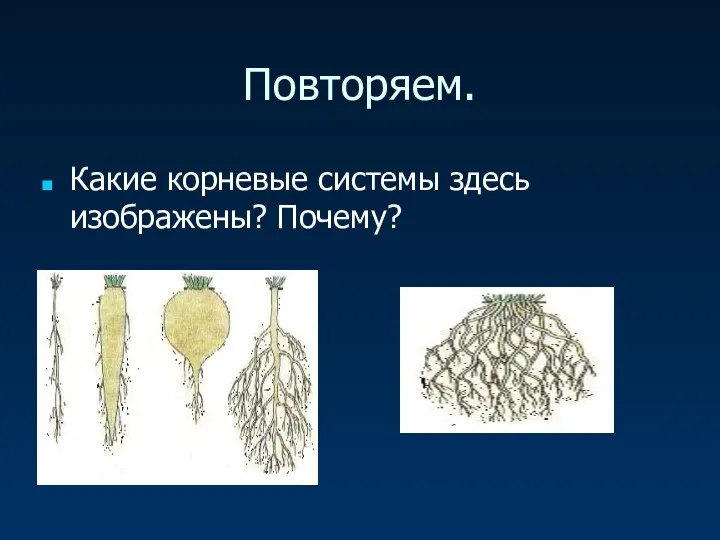 Повторяем. Какие корневые системы здесь изображены? Почему?