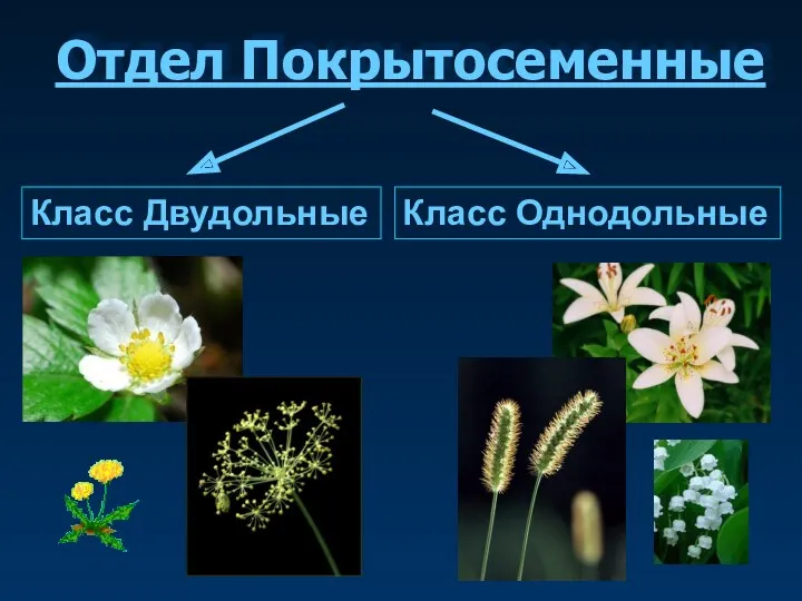 Отдел Покрытосеменные Класс Двудольные Класс Однодольные