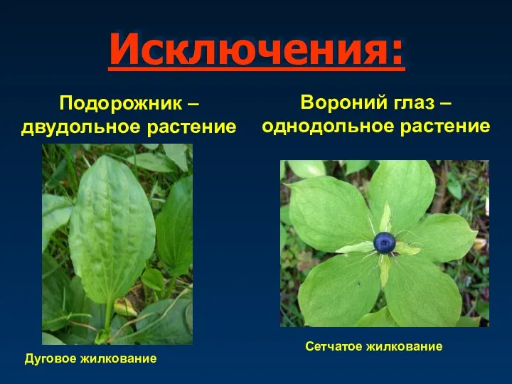 Исключения: Подорожник – двудольное растение Дуговое жилкование Вороний глаз – однодольное растение Сетчатое жилкование