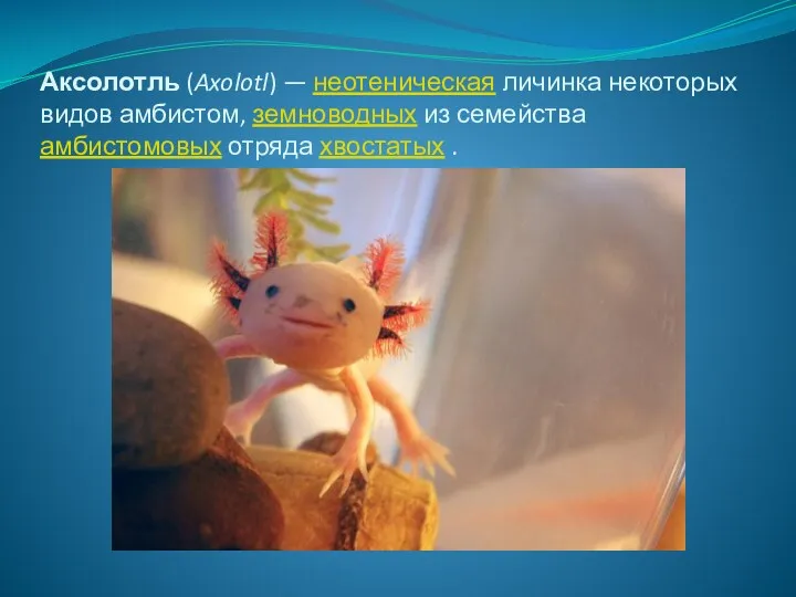 Аксолотль (Axolotl) — неотеническая личинка некоторых видов амбистом, земноводных из семейства амбистомовых отряда хвостатых .