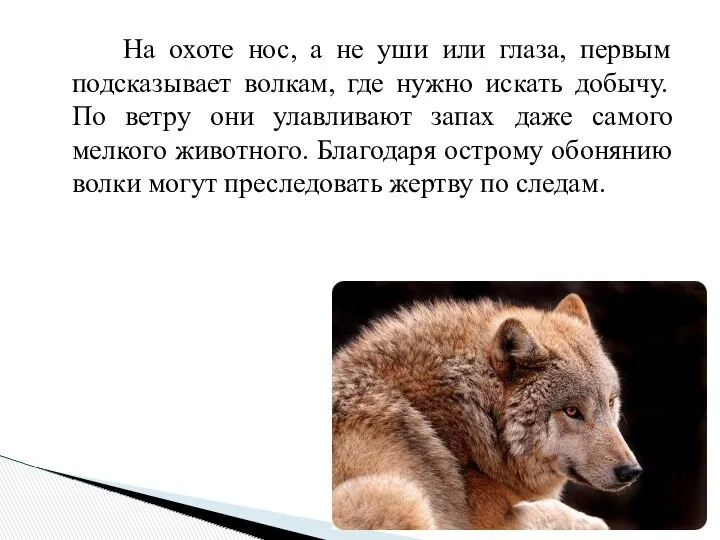 На охоте нос, а не уши или глаза, первым подсказывает волкам, где нужно