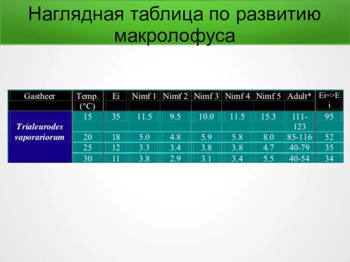 Наглядная таблица по развитию макролофуса