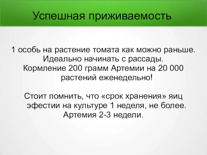 Успешная приживаемость 1 особь на растение томата как можно раньше.