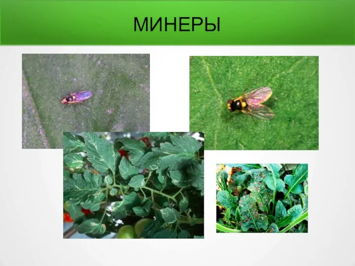 МИНЕРЫ