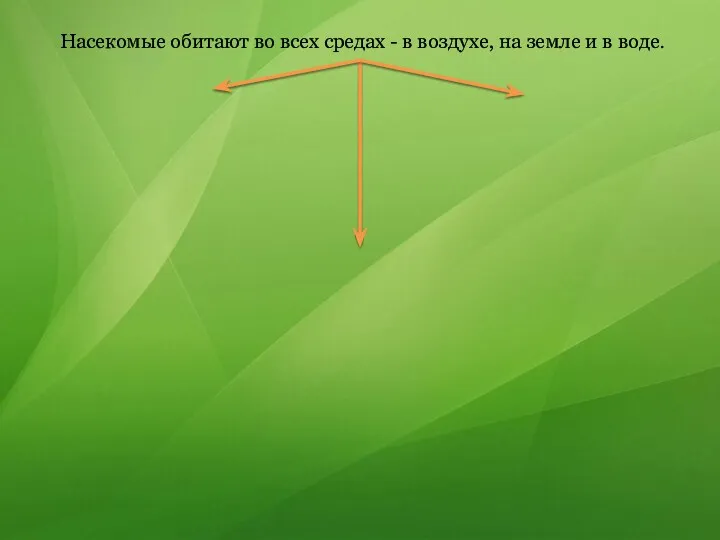 Насекомые обитают во всех средах - в воздухе, на земле и в воде.