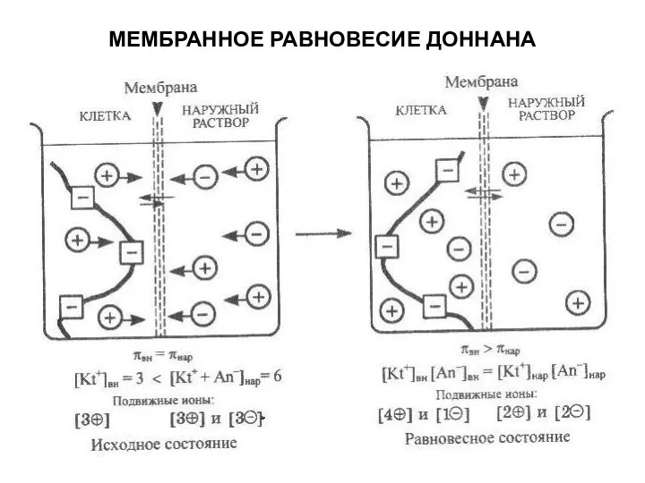 МЕМБРАННОЕ РАВНОВЕСИЕ ДОННАНА