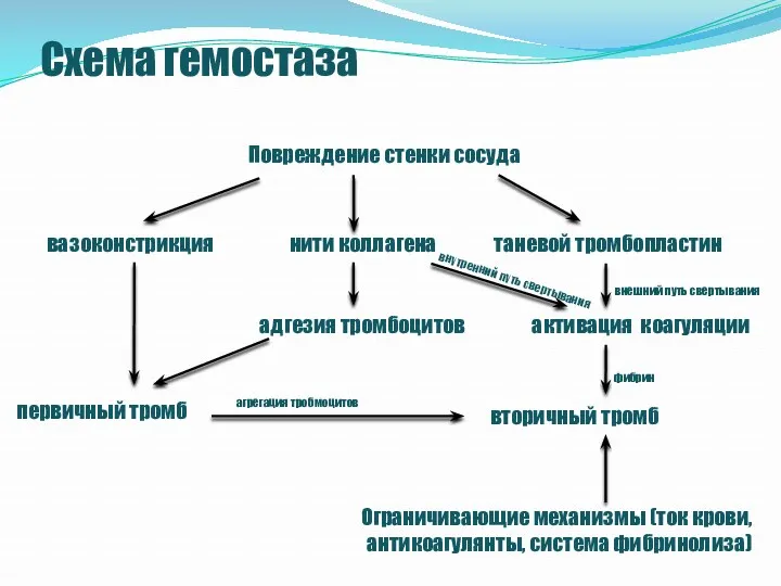 Схема гемостаза вторичный тромб внешний путь свертывания внутренний путь свертывания фибрин агрегация тробмоцитов