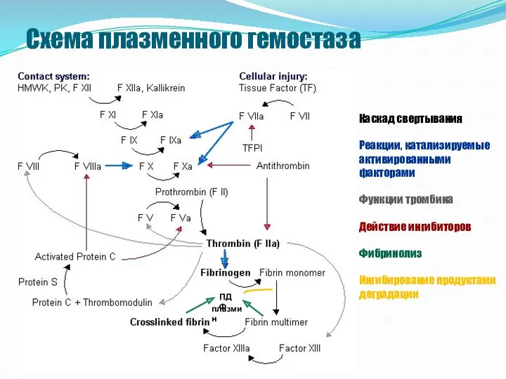 Схема плазменного гемостаза Каскад свертывания Реакции, катализируемые активированными факторами Функции тромбина Действие ингибиторов