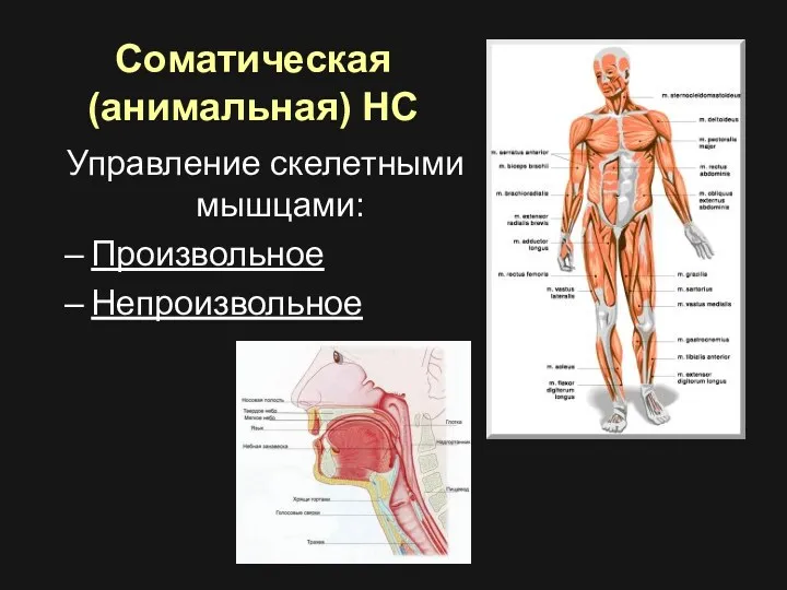 Соматическая (анимальная) НС Управление скелетными мышцами: Произвольное Непроизвольное