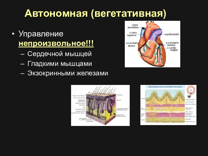 Автономная (вегетативная) Управление непроизвольное!!! Сердечной мышцей Гладкими мышцами Экзокринными железами