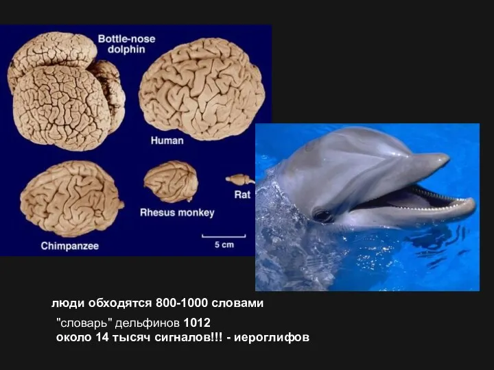 люди обходятся 800-1000 словами "словарь" дельфинов 1012 около 14 тысяч сигналов!!! - иероглифов