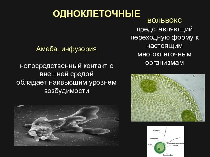 Амеба, инфузория непосредственный контакт с внешней средой обладает наивысшим уровнем