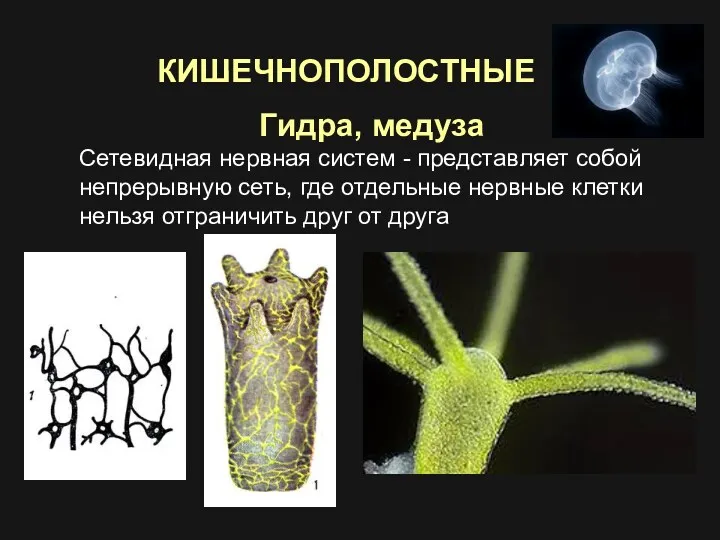 Гидра, медуза Сетевидная нервная систем - представляет собой непрерывную сеть,