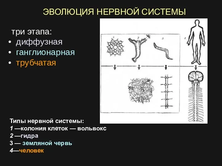 Типы нервной системы: 1 —колония клеток — вольвокс 2 —гидра