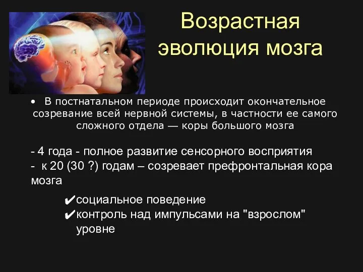 Возрастная эволюция мозга В постнатальном периоде происходит окончательное созревание всей