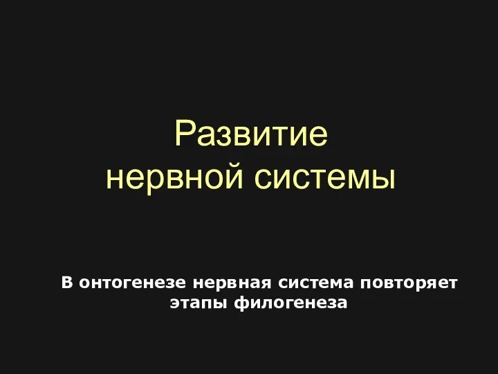 Развитие нервной системы В онтогенезе нервная система повторяет этапы филогенеза