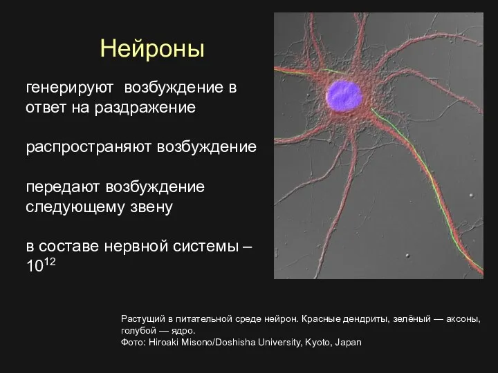 генерируют возбуждение в ответ на раздражение распространяют возбуждение передают возбуждение