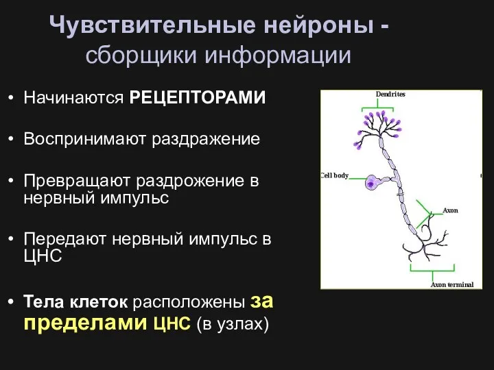 Чувствительные нейроны - сборщики информации Начинаются РЕЦЕПТОРАМИ Воспринимают раздражение Превращают