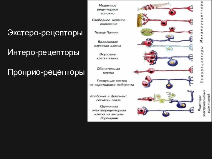 Экстеро-рецепторы Интеро-рецепторы Проприо-рецепторы