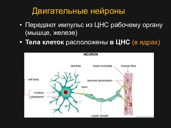Двигательные нейроны Передают импульс из ЦНС рабочему органу (мышце, железе)