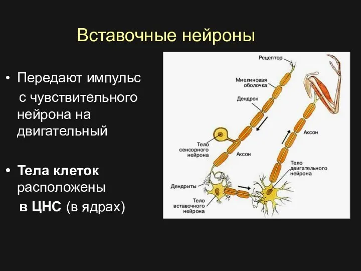 Вставочные нейроны Передают импульс с чувствительного нейрона на двигательный Тела клеток расположены в ЦНС (в ядрах)