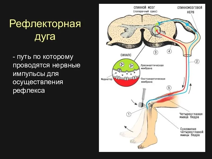 Рефлекторная дуга - путь по которому проводятся нервные импульсы для осуществления рефлекса