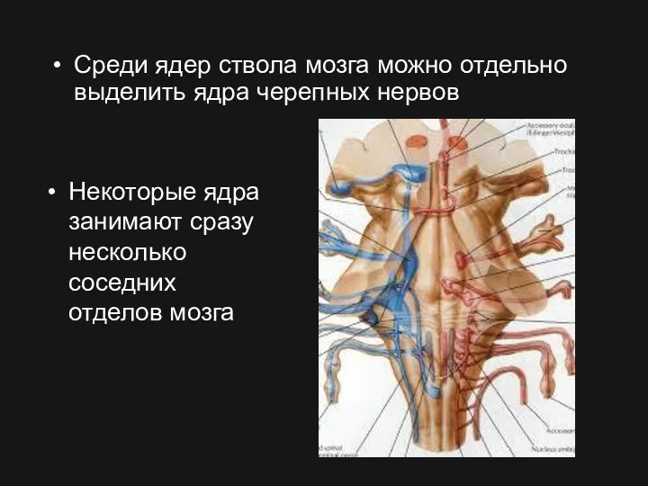 Среди ядер ствола мозга можно отдельно выделить ядра черепных нервов