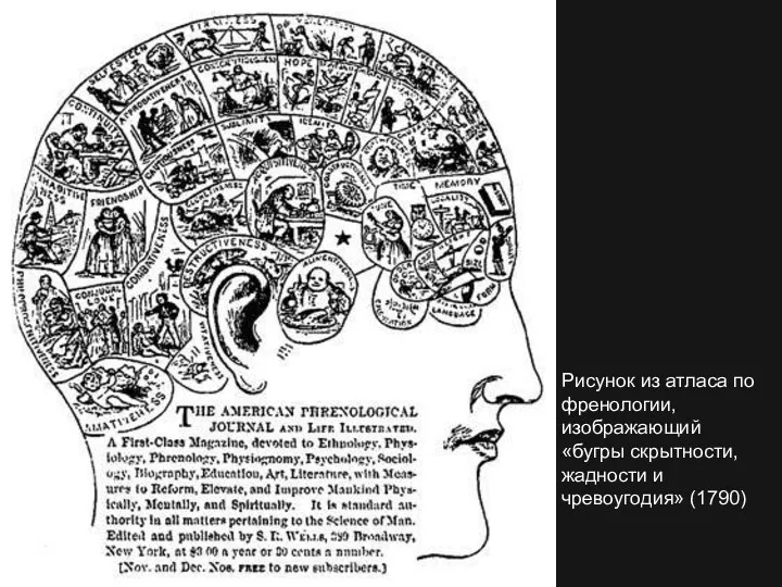 Рисунок из атласа по френологии, изображающий «бугры скрытности, жадности и чревоугодия» (1790)