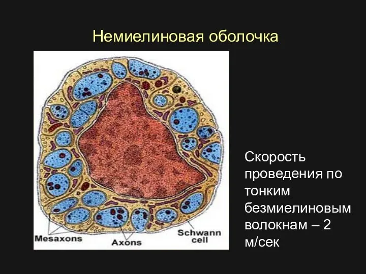 Немиелиновая оболочка Скорость проведения по тонким безмиелиновым волокнам – 2 м/сек