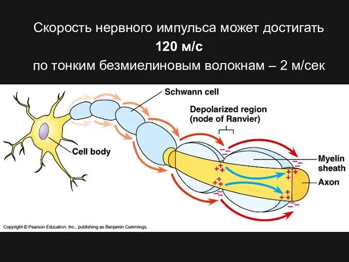 Скорость нервного импульса может достигать 120 м/с по тонким безмиелиновым волокнам – 2 м/сек