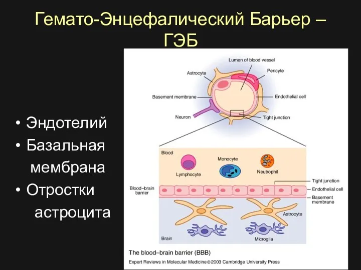 Гемато-Энцефалический Барьер – ГЭБ Эндотелий Базальная мембрана Отростки астроцита