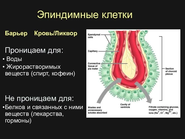 Эпиндимные клетки Барьер Кровь/Ликвор Проницаем для: Воды Жирорастворимых веществ (спирт,