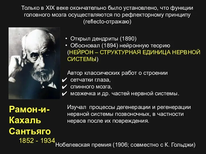 Рамон-и-Кахаль Сантьяго 1852 - 1934 Открыл дендриты (1890) Обосновал (1894)