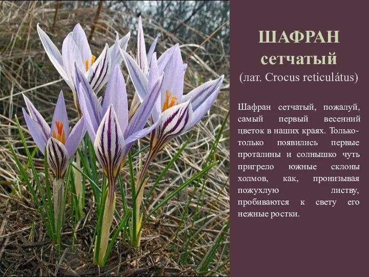 ШАФРАН сетчатый (лат. Crоcus reticulátus) Шафран сетчатый, пожалуй, самый первый