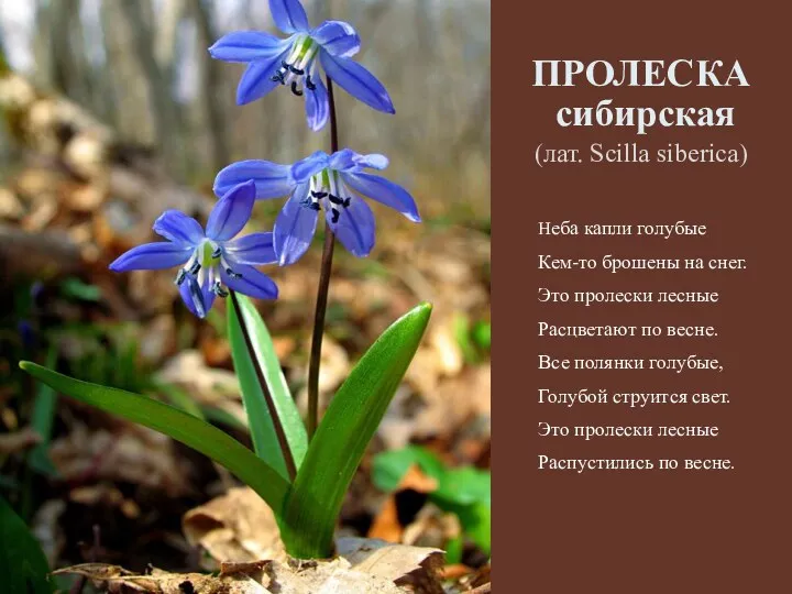 ПРОЛЕСКА сибирская (лат. Scilla siberica) Неба капли голубые Кем-то брошены