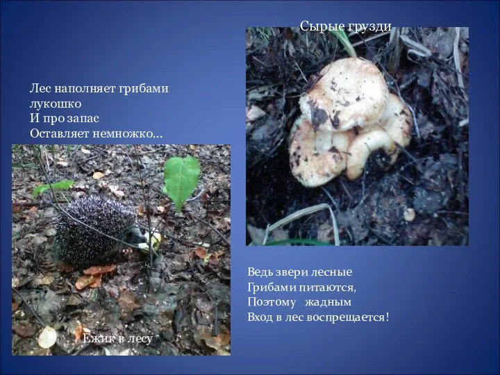 Лес наполняет грибами лукошко И про запас Оставляет немножко... Сырые